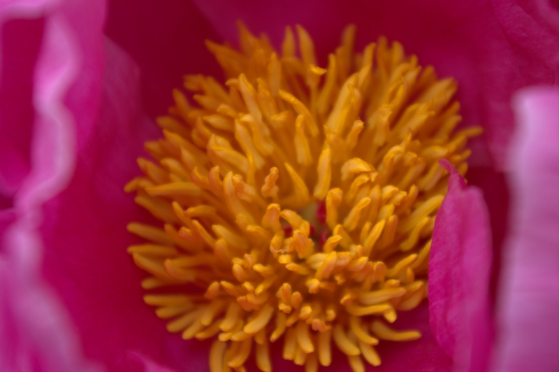 Pivoine 'Souvenir de Marguerite Lemoine'